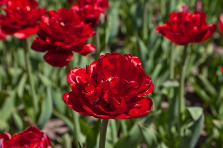 Red tulipsの写真素材
