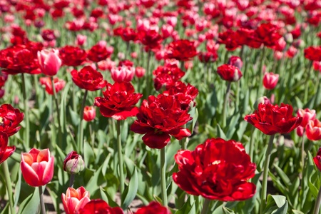 Red and pink tulipsの写真素材