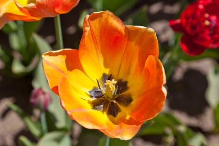 Yellow red tulipsの写真素材