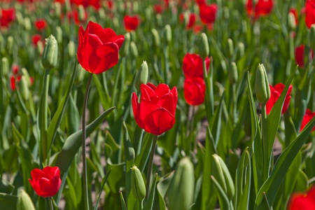 Red tulipsの写真素材