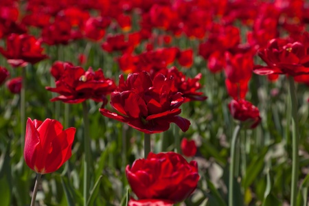 Red tulipsの写真素材