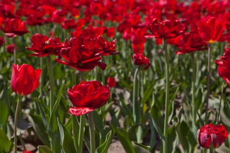 Red tulipsの写真素材