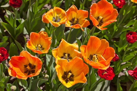 Yellow tulipsの写真素材