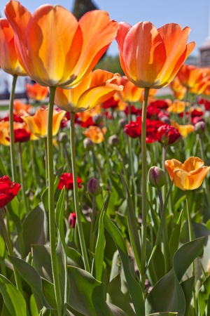 Yellow red tulipsの写真素材