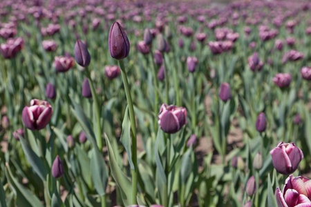 Violet tulipsの写真素材