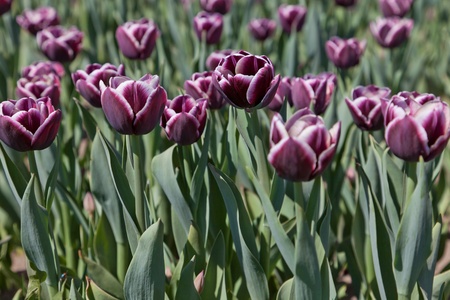 Violet tulipsの写真素材