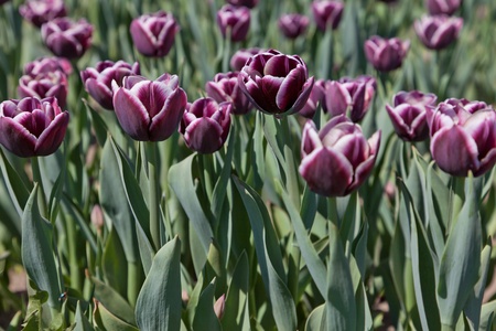 Violet tulipsの写真素材