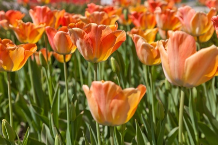 Yellow tulipsの写真素材