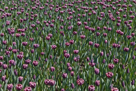 Violet tulipsの写真素材