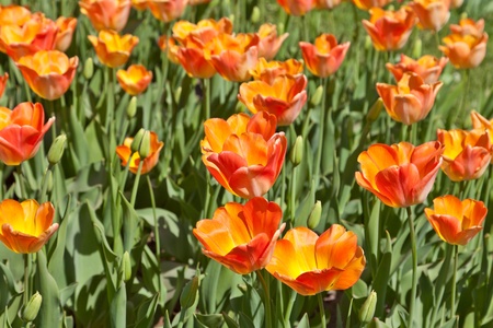 Yellow tulipsの写真素材