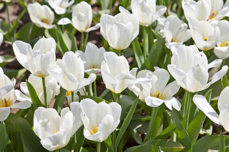 White tulipsの写真素材