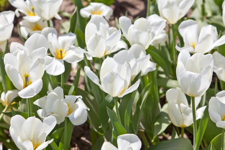 White tulipsの写真素材