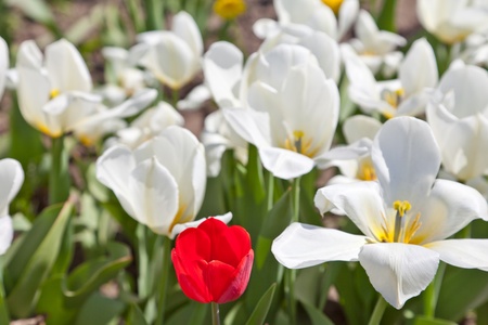 White tulipsの写真素材
