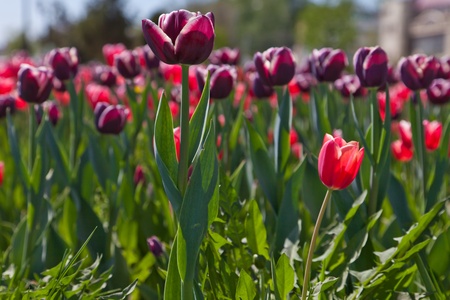 Violet pink tulipsの写真素材