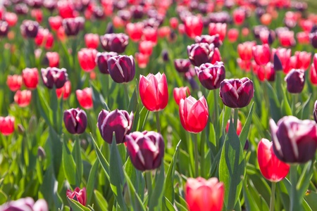 Violet pink tulipsの写真素材