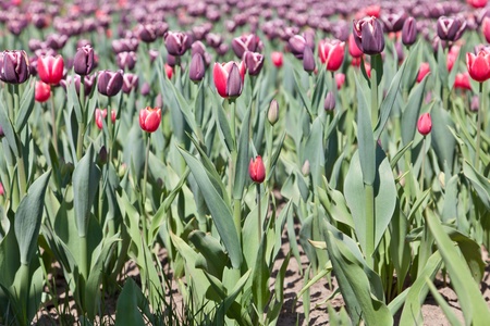 Violet and pink tulipsの写真素材