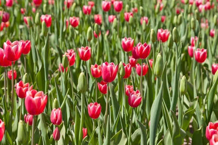Pink tulipsの写真素材