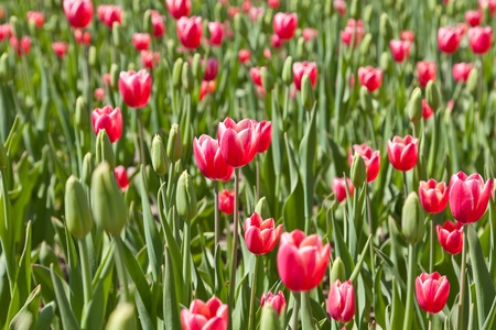 Pink tulipsの写真素材
