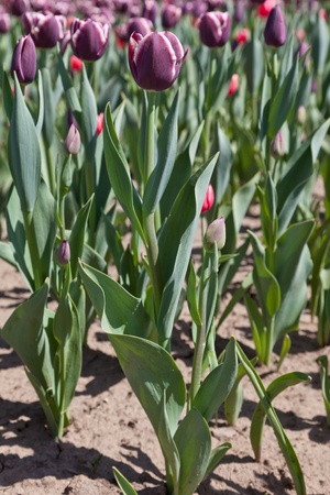 Violet tulipsの写真素材