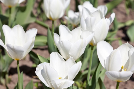 White tulipsの写真素材