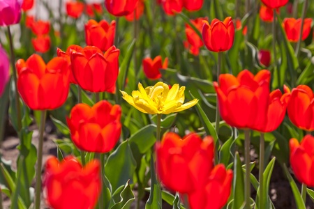 Red tulipsの写真素材