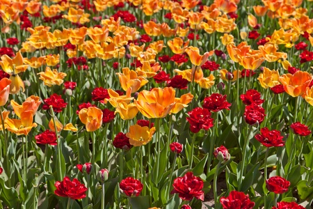 Yellow and red tulipsの写真素材