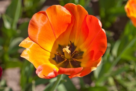 Yellow tulipsの写真素材