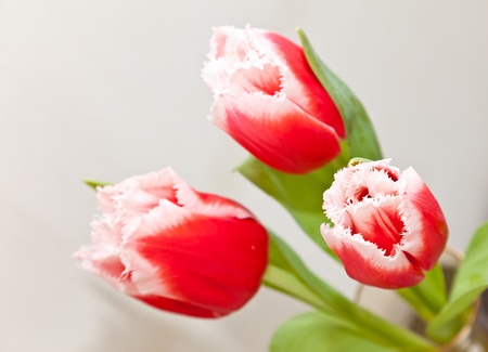 Pink tulipsの写真素材