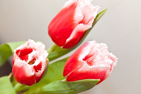 Pink tulipsの写真素材