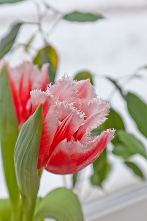 Pink tulipsの写真素材