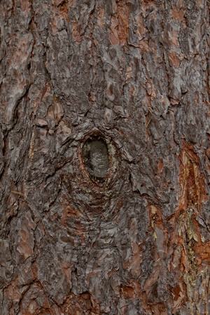 Tree barkの写真素材