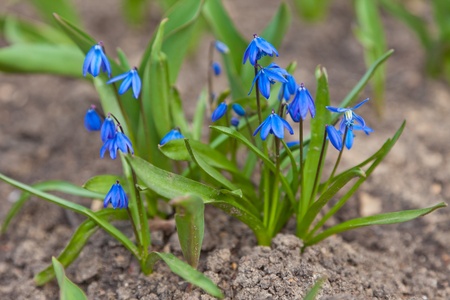 Blue snowdropsの写真素材