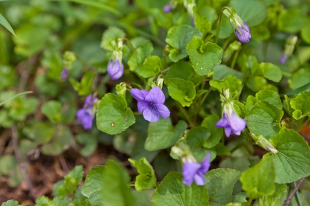 Violet flowersの写真素材