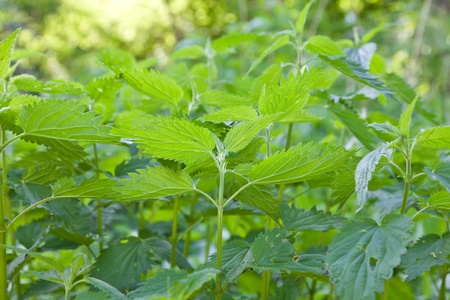 Green nettleの写真素材