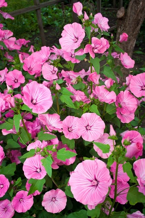 Pink flowersの写真素材