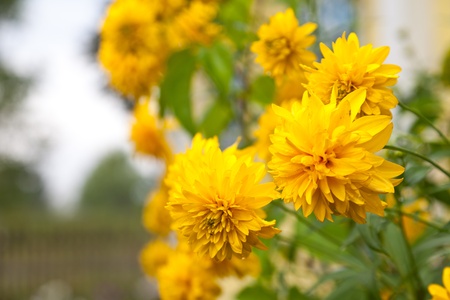 Yellow flowers