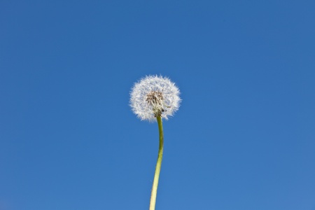 White dandelion and the dark blue skyの写真素材