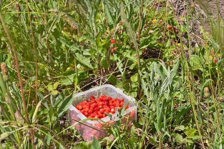 Red wild strawberry in a cupの写真素材
