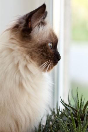 Cat at a windowの写真素材