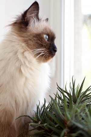 Cat at a windowの写真素材