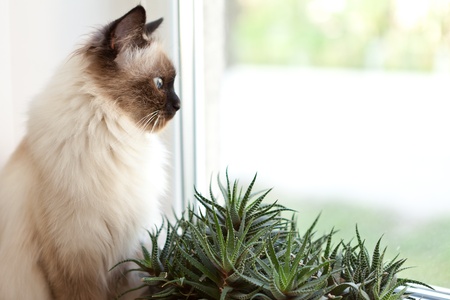 Cat at a windowの写真素材