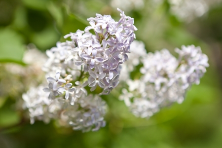 White lilacの写真素材