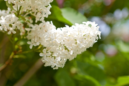 White lilacの写真素材
