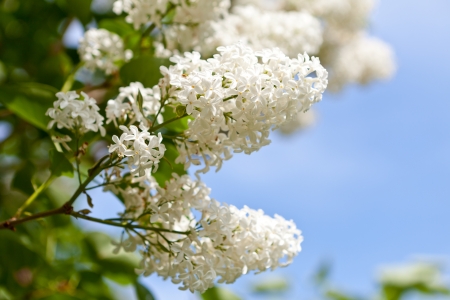 White lilacの写真素材