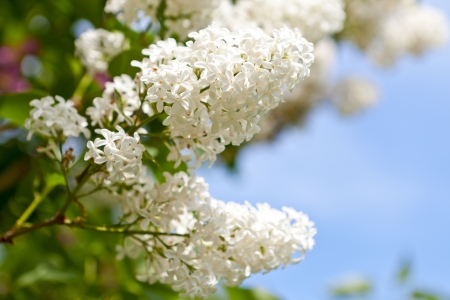 White lilacの写真素材