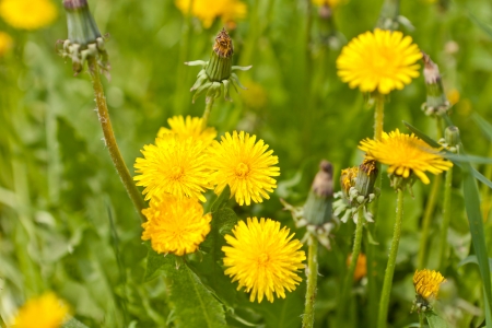 Yellow dandelionsの写真素材