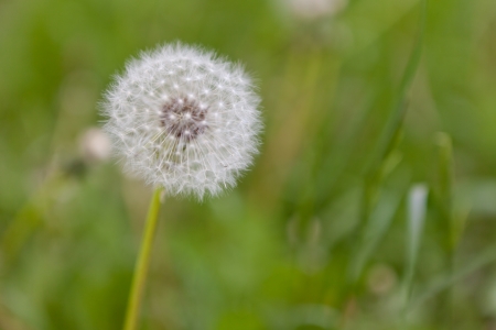 Dandelionの写真素材