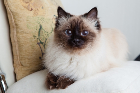 Portrait of a cat close-upの写真素材