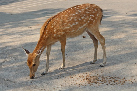 Deers,  they live at a zoo in Thailand  Asia,  for the research and the reproduction.の写真素材