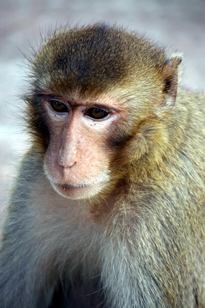 Monkeys,  it lives at a park in Thailand,  wait the food from the people to will give it.